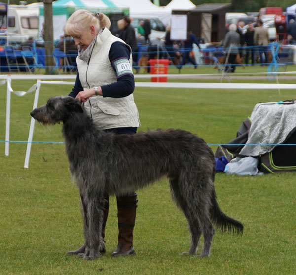 1st Yearling Dog